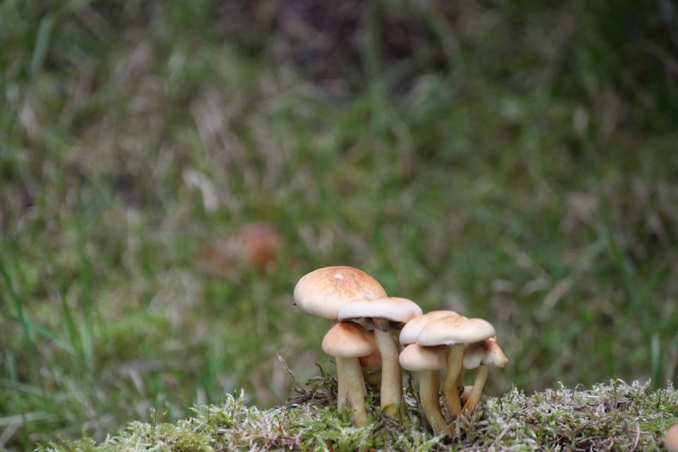 Small mushrooms on mossy forest ground in autumn